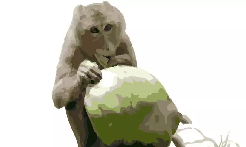 കൃഷിയിടം കൈയടക്കി വാനരപ്പട; നൊമ്പരം ഉള്ളിലൊതുക്കി കർഷകർ കൃഷിയിടം കൈയടക്കി വാനരപ്പട; നൊമ്പരം ഉള്ളിലൊതുക്കി കർഷകർ