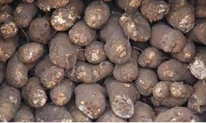 സെഞ്ച്വറി കടന്ന്​ കാച്ചിൽ