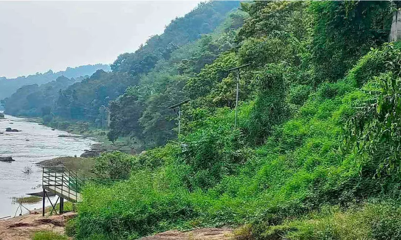 കാടുകയറി വെളിച്ചമില്ലാതായി  പെരുന്തേനരുവി ടൂറിസം കേന്ദ്രത്തിലെ സൗരോര്‍ജ വിളക്കുകള്‍