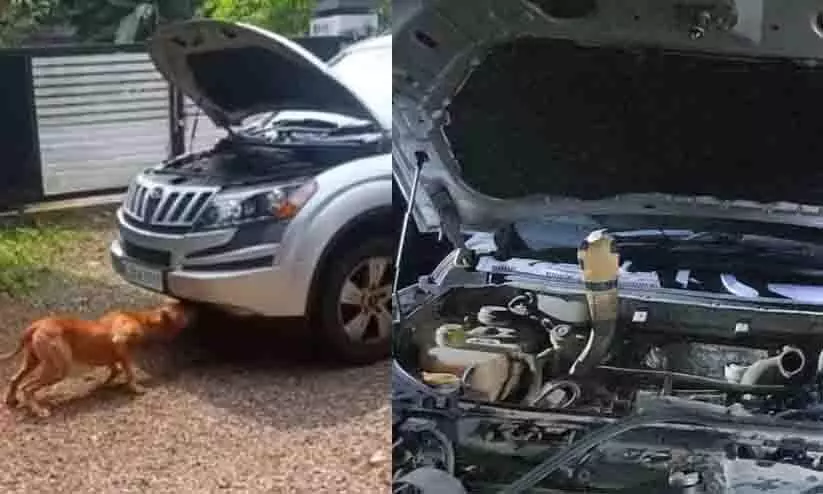 വിനോദയാത്രയ്ക്കിടെ കൂടെക്കൂടിയത് രാജവെമ്പാല; 200 കിലോമീറ്റർ നാടുചുറ്റിയശേഷം ഒടുവിൽ പിടിയിൽ വിനോദയാത്രയ്ക്കിടെ കൂടെക്കൂടിയത് രാജവെമ്പാല; 200 കിലോമീറ്റർ നാടുചുറ്റിയശേഷം ഒടുവിൽ പിടിയിൽ