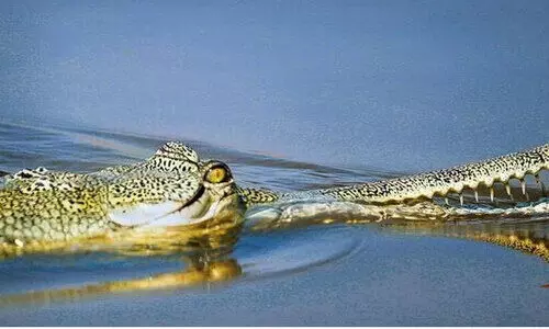 വൈദ്യുതി മുടക്കം; മുതലയുമായി കർഷകരുടെ പ്രതിഷേധം