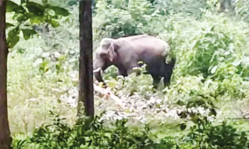 കാട്ടാന സാന്നിധ്യം അറനാടംപാടം നിവാസികള് ഭീതിയില് കാട്ടാന സാന്നിധ്യം അറനാടംപാടം നിവാസികള് ഭീതിയില്
