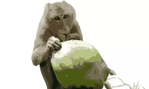 കൃഷിയിടം കൈയടക്കി വാനരപ്പട; നൊമ്പരം ഉള്ളിലൊതുക്കി കർഷകർ