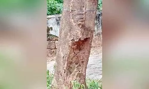 തി​ല്ല​ങ്കേ​രി റോ​ഡി​ൽ അ​പ​ക​ട​ഭീ​ഷണി​യു​യ​ർ​ത്തു​ന്ന മ​രം  അ​ടി​ഭാ​ഗം ദ്ര​വി​ച്ച നി​ല​യി​ൽ