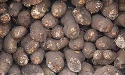 സെഞ്ച്വറി കടന്ന്​ കാച്ചിൽ