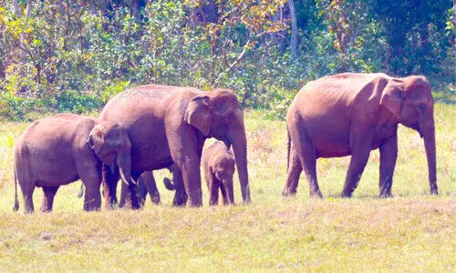 ഇക്കോ ടൂറിസം ഡെവലപ്മെന്‍റ് അതോറിറ്റി രൂപവത്​കരിക്കും