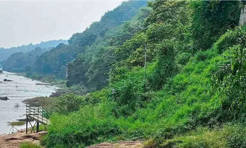 കാടുകയറി വെളിച്ചമില്ലാതായി  പെരുന്തേനരുവി ടൂറിസം കേന്ദ്രത്തിലെ സൗരോര്‍ജ വിളക്കുകള്‍