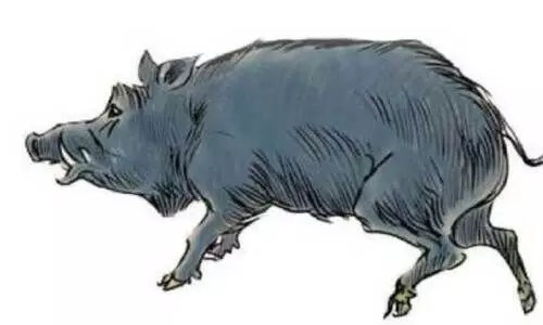 കാട്ടുപന്നി ഭീതിയിൽ ഗ്രാമങ്ങൾ; ജീവനും സ്വത്തിനും ഭീഷണി