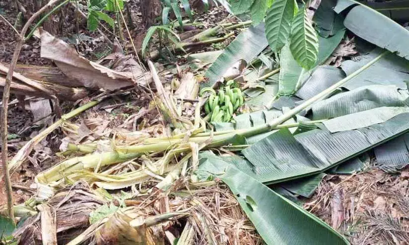 കാട്ടാനകൾ നശിപ്പിച്ച വാഴകൃഷി കാട്ടാനകൾ നശിപ്പിച്ച വാഴകൃഷി