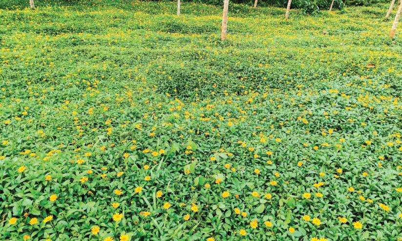 അ​ധി​നി​വേ​ശ സ​സ്യം കൃ​ഷി കീ​ഴ​ട​ക്കു​ന്നു; ഉ​പ്പു​കു​ള​ത്ത് ക​ർ​ഷ​ക​ർ ആ​ശ​ങ്ക​യി​ൽ