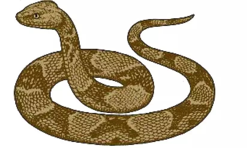 വളപട്ടണം‘സ്നേക് പാർക്ക്’;​പെരുമ്പാമ്പ് പെരുകിയ വളപട്ടണത്ത് നാട്ടുകാർ ‘പാമ്പുപിടിത്ത’ക്കാരായി