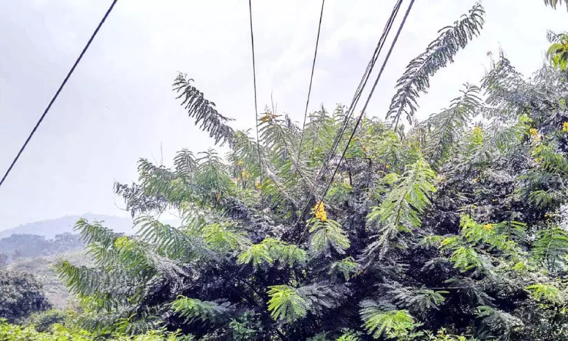 ആനപ്പള്ളം സ്വദേശികൾക്ക്​ പേടിസ്വപ്നമായി വൈദ്യുതി തൂണുകളും ലൈനുകളും