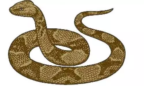 വളപട്ടണം‘സ്നേക് പാർക്ക്’;​പെരുമ്പാമ്പ് പെരുകിയ വളപട്ടണത്ത് നാട്ടുകാർ ‘പാമ്പുപിടിത്ത’ക്കാരായി