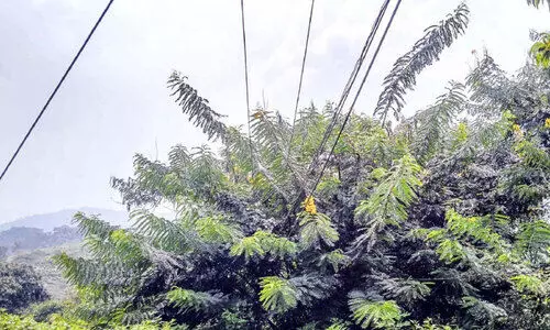 ആനപ്പള്ളം സ്വദേശികൾക്ക്​ പേടിസ്വപ്നമായി വൈദ്യുതി തൂണുകളും ലൈനുകളും