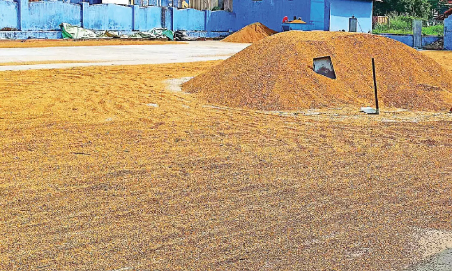 സഹകരണ സംഘങ്ങൾ വഴി നെല്ല് സംഭരണം നിർദേശം ലഭിച്ചില്ലെന്ന് അധികൃതർ