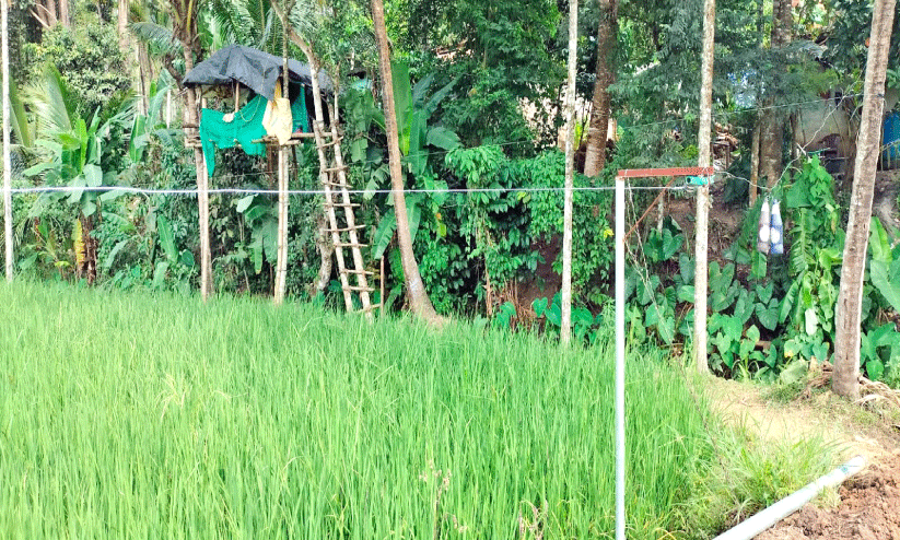 പുൽപള്ളി പാടശേഖരത്തിൽ നിർമിച്ച ഏറുമാടം പുൽപള്ളി പാടശേഖരത്തിൽ നിർമിച്ച ഏറുമാടം