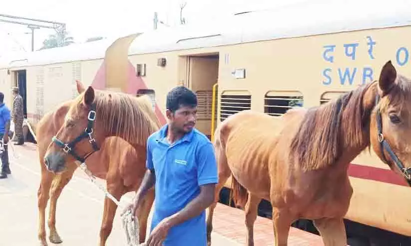 ട്രെയിൻ കയറി കുതിരകളെത്തി ട്രെയിൻ കയറി കുതിരകളെത്തി