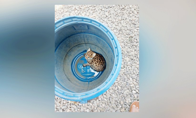 പുലിയുടെ കുഞ്ഞെന്ന് പറഞ്ഞ് പിടികൂടി; കാട്ടുപൂച്ചയെന്ന് വനപാലകർ