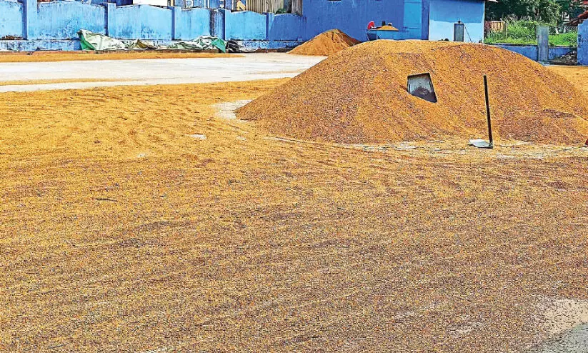 സഹകരണ സംഘങ്ങൾ വഴി നെല്ല് സംഭരണം നിർദേശം ലഭിച്ചില്ലെന്ന് അധികൃതർ സഹകരണ സംഘങ്ങൾ വഴി നെല്ല് സംഭരണം നിർദേശം ലഭിച്ചില്ലെന്ന് അധികൃതർ