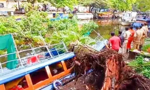 വാ​ട​ക്ക​നാ​ലി​ലെ ത​ണ​ൽ​മ​രം വി​നോ​ദ​സ​ഞ്ചാ​ര ബോ​ട്ടി​ന്​ മു​ക​ളി​ലേ​ക്ക്​ വീ​ണ​പ്പോ​ൾ