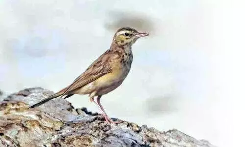 അ​ന്ധ​കാ​ര​ന​ഴി തീ​ര​ത്ത് പു​തു​താ​യി  ക​ണ്ടെ​ത്തി​യ ച​ര​ൽ വ​ര​മ്പ​ൻ  (വി​ഷ്ണു ന​ന്ദ​കു​മാ​ർ പ​ക​ർ​ത്തി​യ ചി​ത്രം)