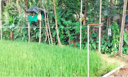 പു​ൽ​പ​ള്ളി പാ​ട​ശേ​ഖ​ര​ത്തി​ൽ നി​ർ​മി​ച്ച ഏ​റു​മാ​ടം