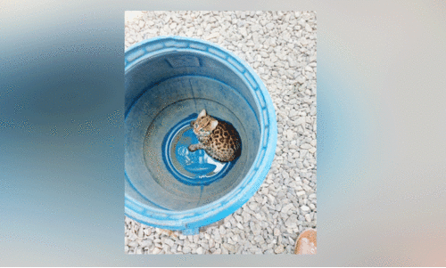 പുലിയുടെ കുഞ്ഞെന്ന് പറഞ്ഞ് പിടികൂടി; കാട്ടുപൂച്ചയെന്ന് വനപാലകർ