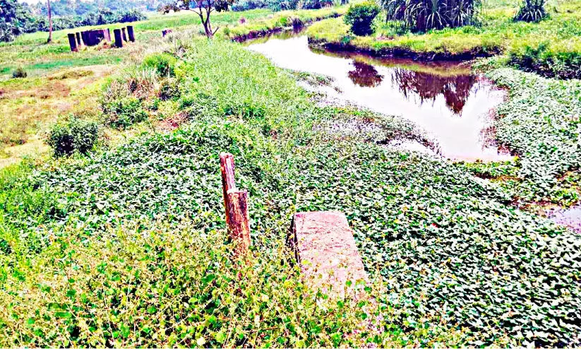 പനയക്കടവ്-പുത്തൻതോട്ടിൽ ജലമൊഴുക്കില്ല; നവീകരണത്തിന് മുറവിളി ഉയരുന്നു