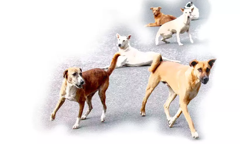 നായ് ശല്യം: എ.ബി.സി സെന്ററുകള് നവംബറിൽ തുറക്കും നായ് ശല്യം: എ.ബി.സി സെന്ററുകള് നവംബറിൽ തുറക്കും