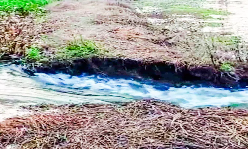 കാവുനട-തോട്ടായിക്കടവ് പാടശേഖരത്തിൽ; മടവീഴ്ച