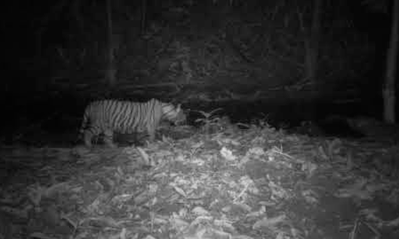 സി.സി.ടി.വി കാമറയിൽ റോഡ് മുറിച്ച് കടക്കുന്ന ‘പുലി’; നാട്ടുകാർ ഭീതിയിൽ