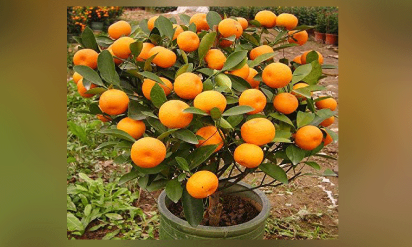 ബു​ഷ് ഓ​റ​ഞ്ച്