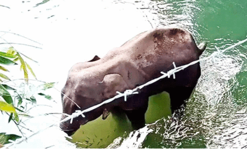 സാ​ക്രെ​ബൈ​ലെ സ​ങ്കേ​ത​ത്തി​ൽ  ആ​ന​യു​ടെ വാ​ൽ മു​റി​ഞ്ഞു