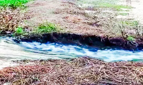 കാവുനട-തോട്ടായിക്കടവ് പാടശേഖരത്തിൽ; മടവീഴ്ച