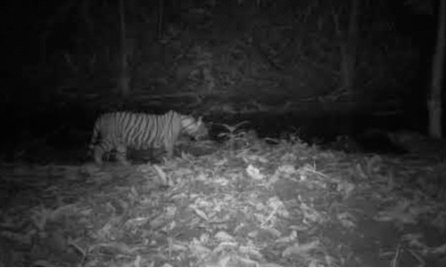 സി.സി.ടി.വി കാമറയിൽ റോഡ് മുറിച്ച് കടക്കുന്ന ‘പുലി’; നാട്ടുകാർ ഭീതിയിൽ