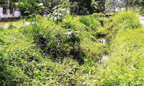 കനാല്‍ ശുചീകരണം വൈകുന്നു;   പ്രതിഷേധവുമായി നാട്ടുകാർ