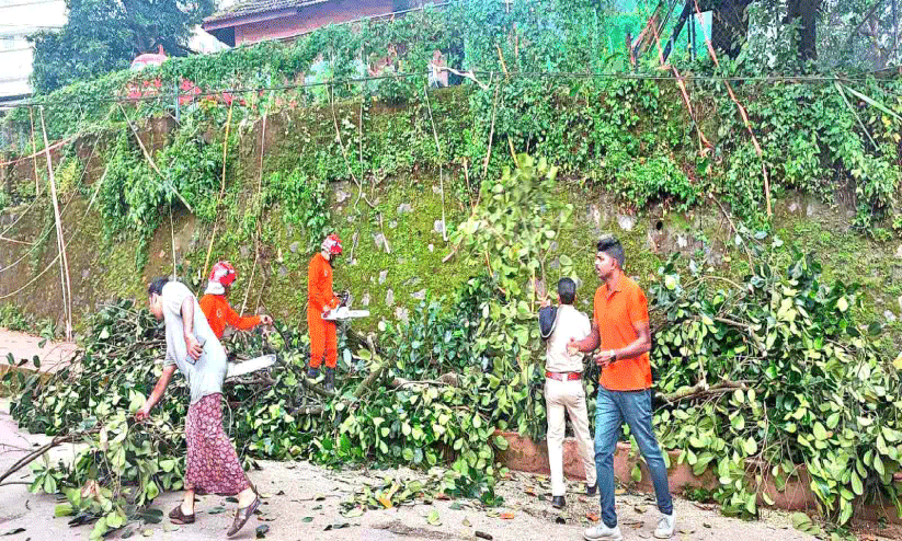 മരക്കൊമ്പ് പൊട്ടിവീണു; അപകടം ഒഴിവായത് തലനാരിഴക്ക് മരക്കൊമ്പ് പൊട്ടിവീണു; അപകടം ഒഴിവായത് തലനാരിഴക്ക്