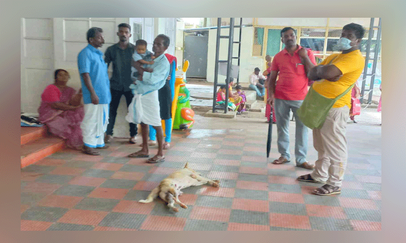 മെഡിക്കല്‍ കോളജ് ആശുപത്രി പരിസരം തെരുവുനായ്ക്കളുടെ പിടിയില്‍