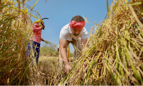 മാ​വോ മേ​ഖ​ല​യി​ലെ ഏ​ക ജ​ന​റ​ൽ സീ​റ്റ് ആ​ർ​ക്ക് ?
