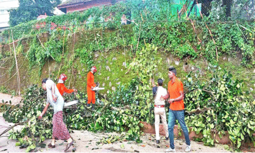 മരക്കൊമ്പ് പൊട്ടിവീണു; അപകടം ഒഴിവായത് തലനാരിഴക്ക്