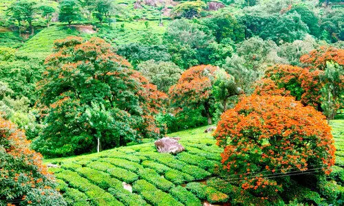 മറയൂർ-മൂന്നാർ റോഡിൽ കാഴ്ചവിരുന്നൊരുക്കി സ്പാത്തോടിയ പൂക്കൾ