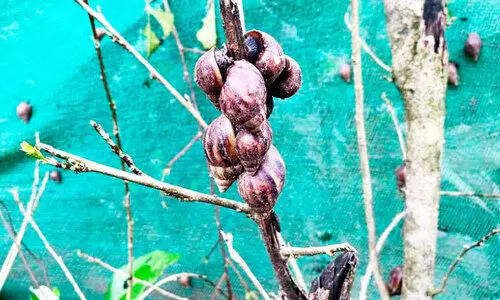 ആഫ്രിക്കൻ ഒച്ച് ശല്യം; കർഷകർ കൃഷി ഉപേക്ഷിക്കുന്നു