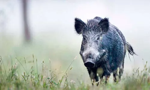 കാട്ടുപന്നി; നാരങ്ങാനത്ത് സമരവുമായി നാട്ടുകാർ