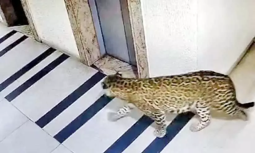 കുഡ്ലു ഗേറ്റിന് സമീപത്തെ പാര്പ്പിട സമുച്ചയത്തിന്റെ പാർക്കിങ് ഭാഗത്ത് പുലിയെത്തിയത് സി.സി.ടി.വി കാമറയിൽ പതിഞ്ഞപ്പോൾ കുഡ്ലു ഗേറ്റിന് സമീപത്തെ പാര്പ്പിട സമുച്ചയത്തിന്റെ പാർക്കിങ് ഭാഗത്ത് പുലിയെത്തിയത് സി.സി.ടി.വി കാമറയിൽ പതിഞ്ഞപ്പോൾ