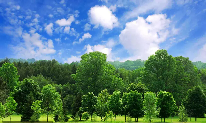 Trees Planted In Bahrain