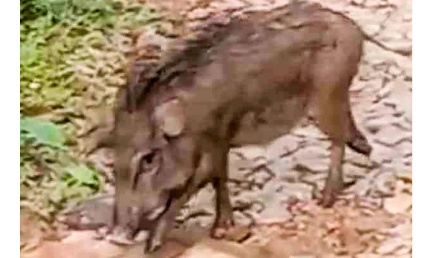 ജനവാസ മേഖലകളിൽ കാട്ടുപന്നികളെ തുറന്നുവിട്ട്​ വനപാലകർ; പ്രതിഷേധവുമായി നാട്ടുകാർ