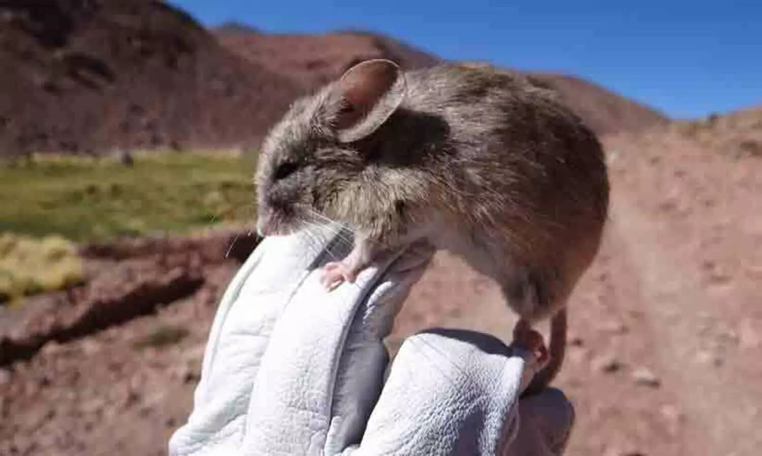 22000 അടി ഉയരമുള്ള ആൻഡിസ് പർവതനിരകളിൽ എലികൾ!