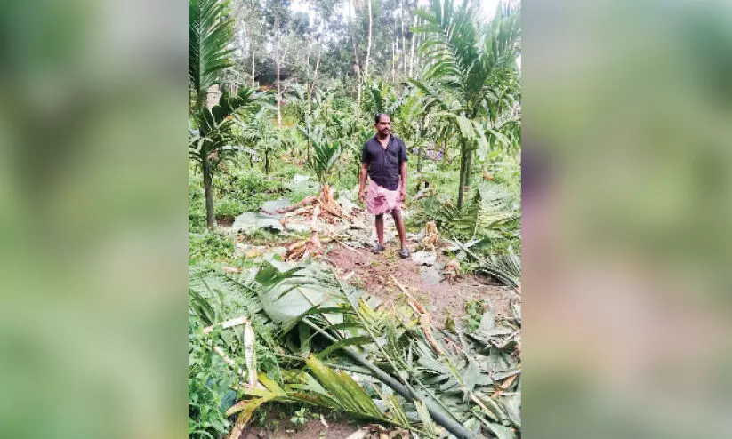 കാട്ടാനശല്യം; മരുതയിലും കുറുമ്പലങ്ങോട്ടും വ്യാപക കൃഷിനാശം കാട്ടാനശല്യം; മരുതയിലും കുറുമ്പലങ്ങോട്ടും വ്യാപക കൃഷിനാശം