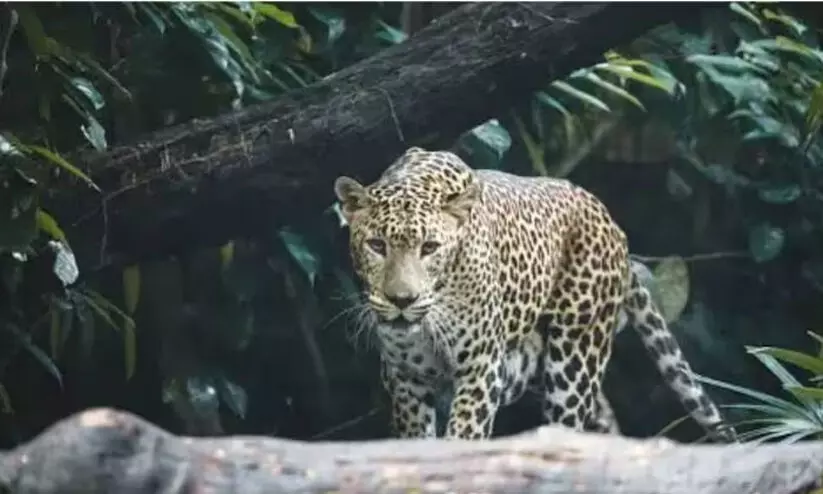 ബംഗളൂരു നഗരത്തെ വിറപ്പിച്ച പുലിയെ വെടിവെച്ച് കൊന്നു ബംഗളൂരു നഗരത്തെ വിറപ്പിച്ച പുലിയെ വെടിവെച്ച് കൊന്നു