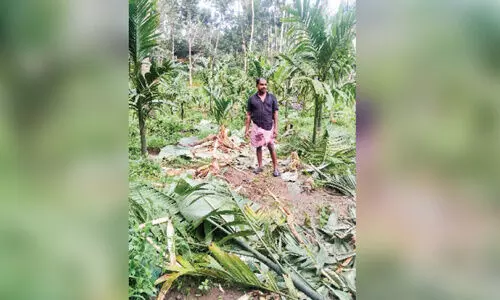 കാട്ടാനശല്യം; മരുതയിലും കുറുമ്പലങ്ങോട്ടും വ്യാപക കൃഷിനാശം കാട്ടാനശല്യം; മരുതയിലും കുറുമ്പലങ്ങോട്ടും വ്യാപക കൃഷിനാശം